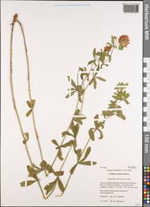 Trifolium lupinaster L., Siberia, Russian Far East (S6) (Russia)