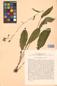 Crepis paludosa (L.) Moench, Eastern Europe, North-Western region (E2) (Russia)