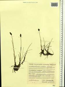 Eriophorum medium Andersson, Siberia, Central Siberia (S3) (Russia)