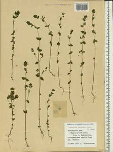 Euphrasia ×vernalis List, Eastern Europe, Northern region (E1) (Russia)