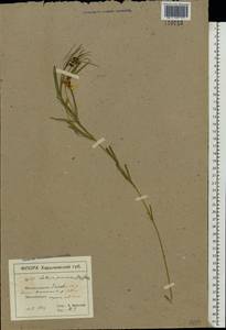 Lathyrus pannonicus (Jacq.) Garcke, Eastern Europe, North Ukrainian region (E11) (Ukraine)