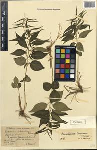 Vincetoxicum hirundinaria subsp. hirundinaria, Eastern Europe, Lower Volga region (E9) (Russia)