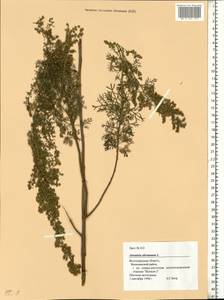 Artemisia abrotanum L., Eastern Europe, Lower Volga region (E9) (Russia)