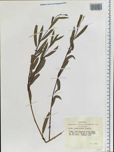 Salix ledebouriana Trautv., Siberia, Altai & Sayany Mountains (S2) (Russia)