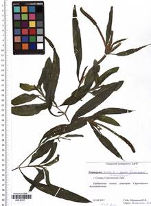 Potamogeton lucens L., Eastern Europe, Middle Volga region (E8) (Russia)