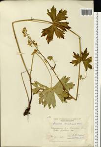 Aconitum lycoctonum subsp. lasiostomum (Rchb.) Warncke, Eastern Europe, Moldova (E13a) (Moldova)