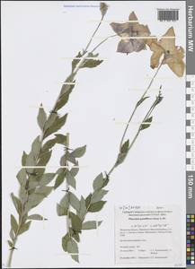 Platycodon grandiflorus (Jacq.) A.DC., Siberia, Baikal & Transbaikal region (S4) (Russia)
