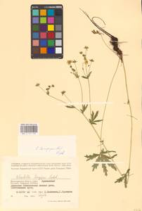 Potentilla longipes Ledeb., Eastern Europe, Lower Volga region (E9) (Russia)