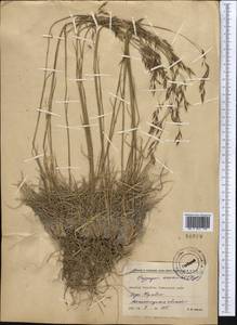 Piptatherum songaricum (Trin. & Rupr.) Roshev., Middle Asia, Western Tian Shan & Karatau (M3) (Kyrgyzstan)