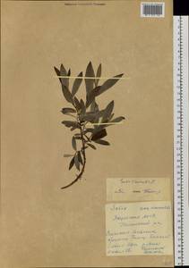 Salix viminalis L., Siberia, Yakutia (S5) (Russia)