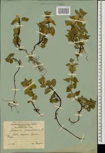 Lamium tomentosum Willd., Caucasus, South Ossetia (K4b) (South Ossetia)