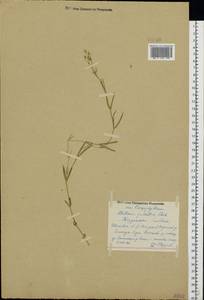 Stellaria palustris (Murray ex Ehrh.) Hoffm., Eastern Europe, Central forest region (E5) (Russia)