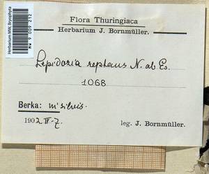 Lepidozia reptans (L.) Dumort., Bryophytes, Bryophytes - Western Europe (BEu) (Germany)