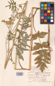 Pastinaca sativa L., Eastern Europe, Central region (E4) (Russia)