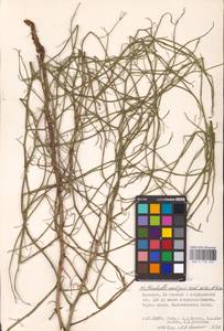 Chondrilla ambigua Fisch. ex Kar. & Kir., Eastern Europe, Lower Volga region (E9) (Russia)