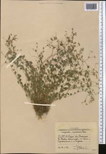 Campanula incanescens Boiss., Middle Asia, Western Tian Shan & Karatau (M3) (Uzbekistan)