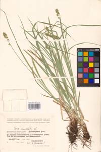 Carex muricata L., Eastern Europe, Lower Volga region (E9) (Russia)