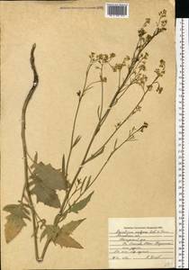 Sisymbrium volgense M.Bieb. ex E.Fourn., Eastern Europe, Moscow region (E4a) (Russia)