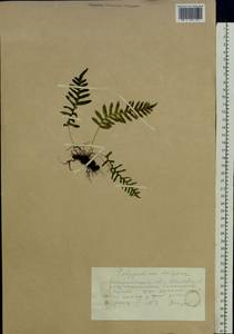 Polypodium vulgare L., Eastern Europe, West Ukrainian region (E13) (Ukraine)