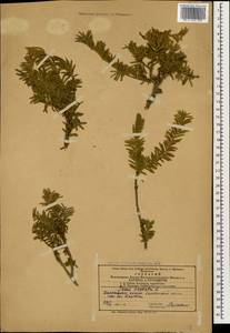 Taxus baccata L., Caucasus, Azerbaijan (K6) (Azerbaijan)