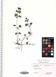 Glechoma hederacea L., Eastern Europe, Middle Volga region (E8) (Russia)