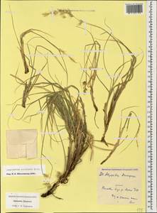 Cenchrus orientalis (Rich.) Morrone, Caucasus, Armenia (K5) (Armenia)