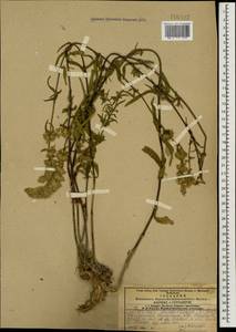 Stachys atherocalyx K.Koch, Caucasus, Azerbaijan (K6) (Azerbaijan)