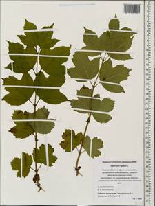 Viburnum opulus L., Eastern Europe, North-Western region (E2) (Russia)