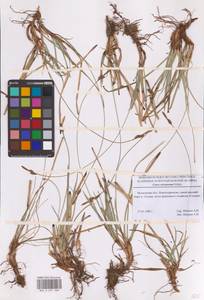 Carex ericetorum Pollich, Eastern Europe, Moscow region (E4a) (Russia)
