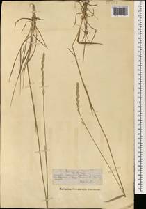 Elymus repens (L.) Gould, Mongolia (MONG) (Mongolia)