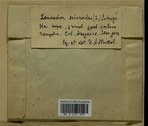 Leucodon sciuroides (Hedw.) Schwägr., Bryophytes, Bryophytes - Moscow City & Moscow Oblast (B6a) (Russia)