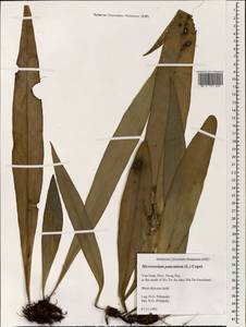 Microsorum punctatum (L.) Copel., South Asia, South Asia (Asia outside ex-Soviet states and Mongolia) (ASIA) (Vietnam)