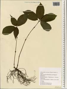Chloranthus serratus (Thunb.) Roem. & Schult., South Asia, South Asia (Asia outside ex-Soviet states and Mongolia) (ASIA) (Japan)