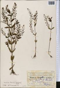 Veronica heureka (M. A. Fisch.) Tzvelev, Middle Asia, Northern & Central Tian Shan (M4) (Kazakhstan)