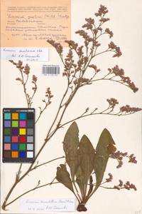 Limonium tomentellum (Boiss.) Kuntze, Eastern Europe, Rostov Oblast (E12a) (Russia)