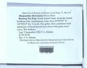 Harpanthus flotovianus (Nees) Nees, Bryophytes, Bryophytes - Russian Far East (excl. Chukotka & Kamchatka) (B20) (Russia)