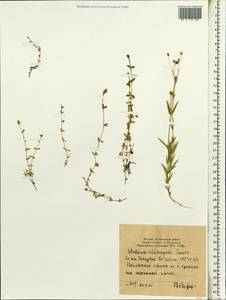 Stellaria longipes subsp. longipes, Siberia, Yakutia (S5) (Russia)