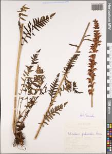 Pedicularis proboscidea Steven, Siberia, Altai & Sayany Mountains (S2) (Russia)