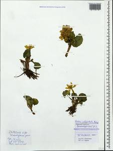 Caltha palustris var. polypetala (Hochst. ex Lorent) Huth, Caucasus, Stavropol Krai, Karachay-Cherkessia & Kabardino-Balkaria (K1b) (Russia)