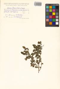 Spiraea flexuosa Fisch. ex Cambess., Siberia, Russian Far East (S6) (Russia)