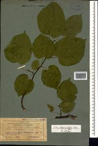 Tilia croizatii Chun & H. D. Wong, Caucasus, Azerbaijan (K6) (Azerbaijan)