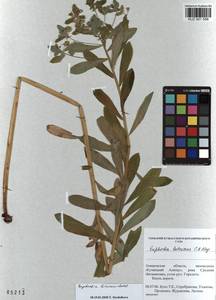 KUZ 001 556, Euphorbia pilosa L., Siberia, Altai & Sayany Mountains (S2) (Russia)