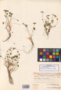 Chrysosplenium wrightii subsp. saxatile (Khokhr.) Vorosch., Siberia, Chukotka & Kamchatka (S7) (Russia)