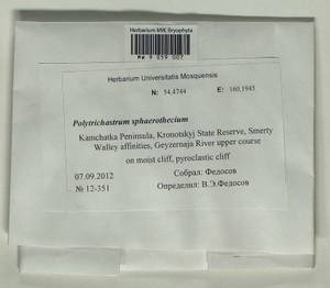 Polytrichastrum sphaerothecium (Besch.) J.-P. Frahm, Bryophytes, Bryophytes - Chukotka & Kamchatka (B21) (Russia)