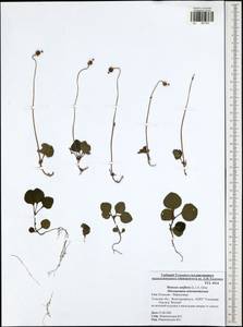 Moneses uniflora (L.) A. Gray, Eastern Europe, Central region (E4) (Russia)