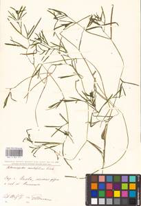 Potamogeton acutifolius Link ex Roem. & Schult., Eastern Europe, North Ukrainian region (E11) (Ukraine)