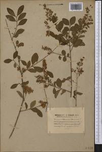 Ligustrum vulgare L., America (AMER) (United States)