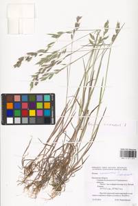 Bromus racemosus L., Eastern Europe, Central region (E4) (Russia)