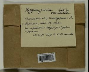 Hygrohypnella ochracea (Turner ex Wilson) Ignatov & Ignatova, Bryophytes, Bryophytes - Chukotka & Kamchatka (B21) (Russia)