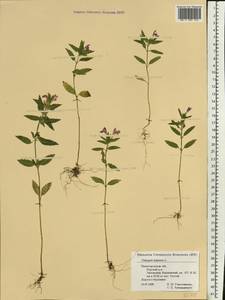 Galeopsis ladanum L., Eastern Europe, Volga-Kama region (E7) (Russia)